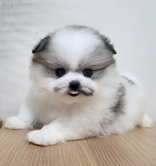 이미지